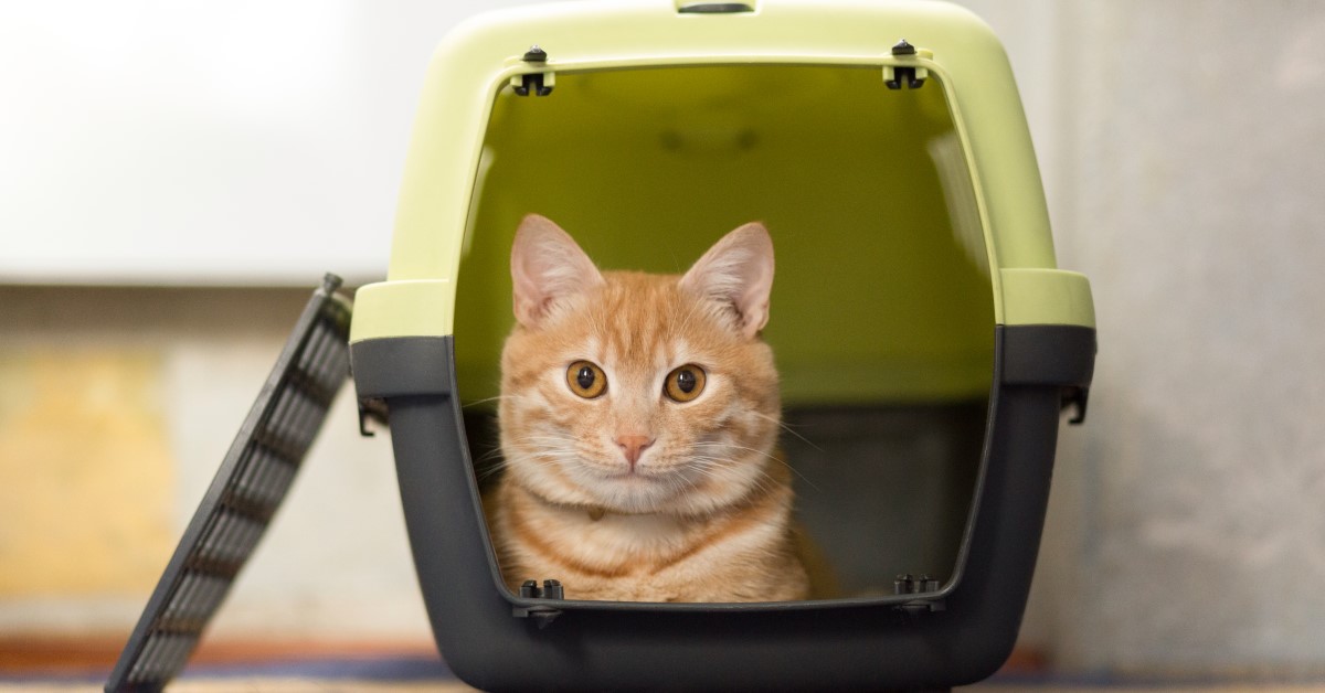 Tips on Choosing the Best Cat Carrier